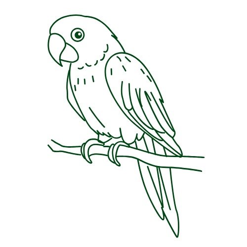 طوطا / طوطی