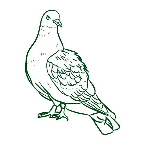 کبوتَر / کبوتری