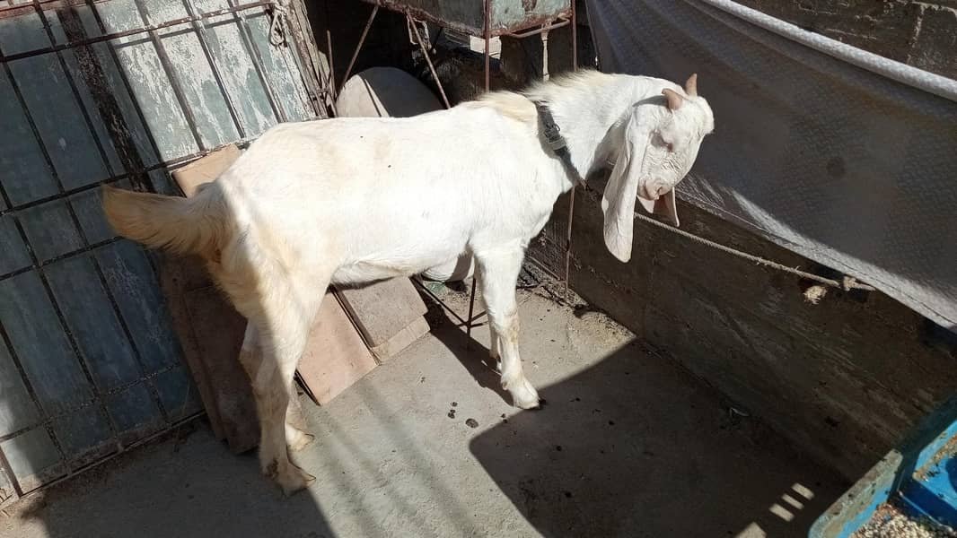 بکرا / بکری