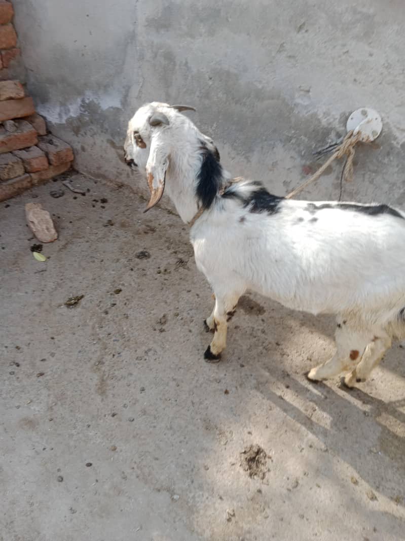 بکرا / بکری