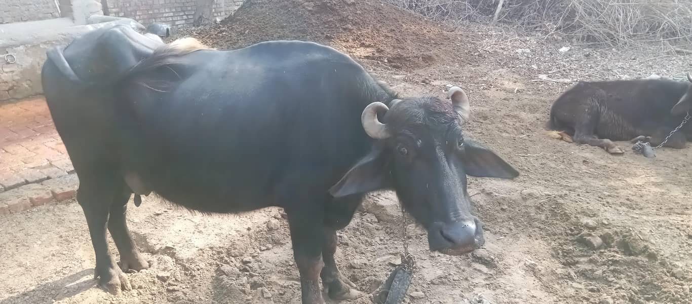 بھینس