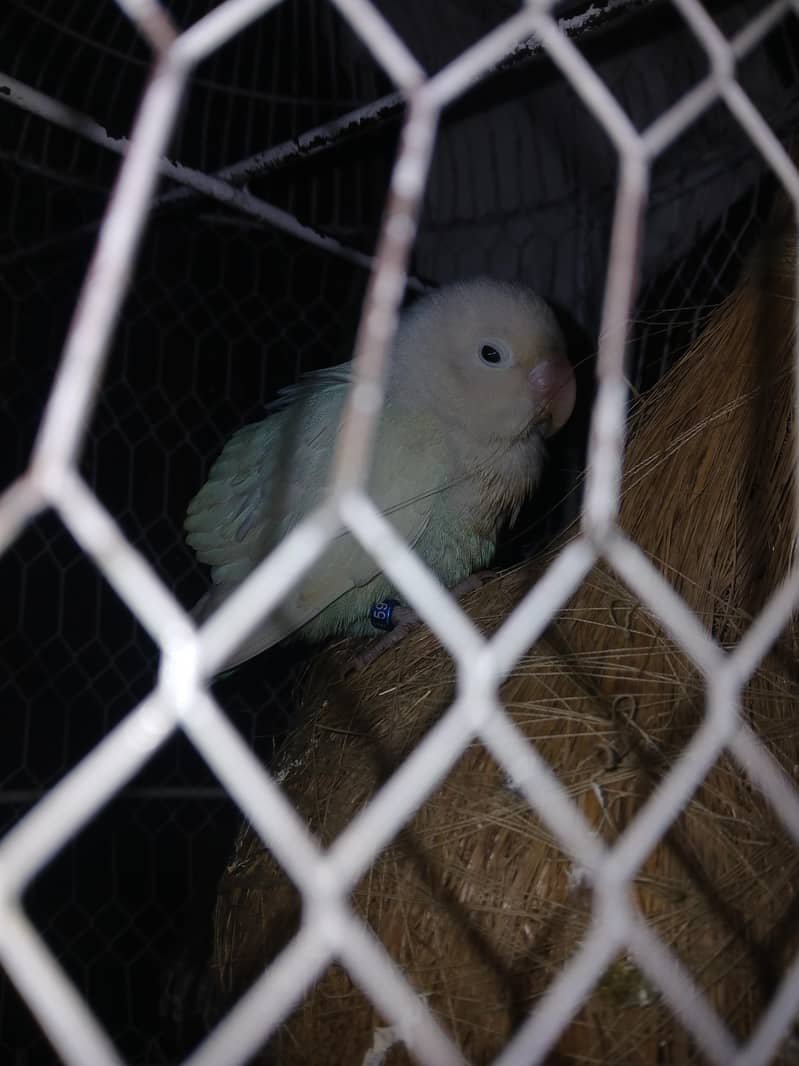 طوطا / طوطی