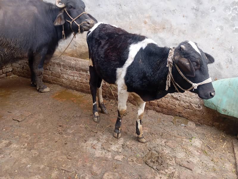 بھینس