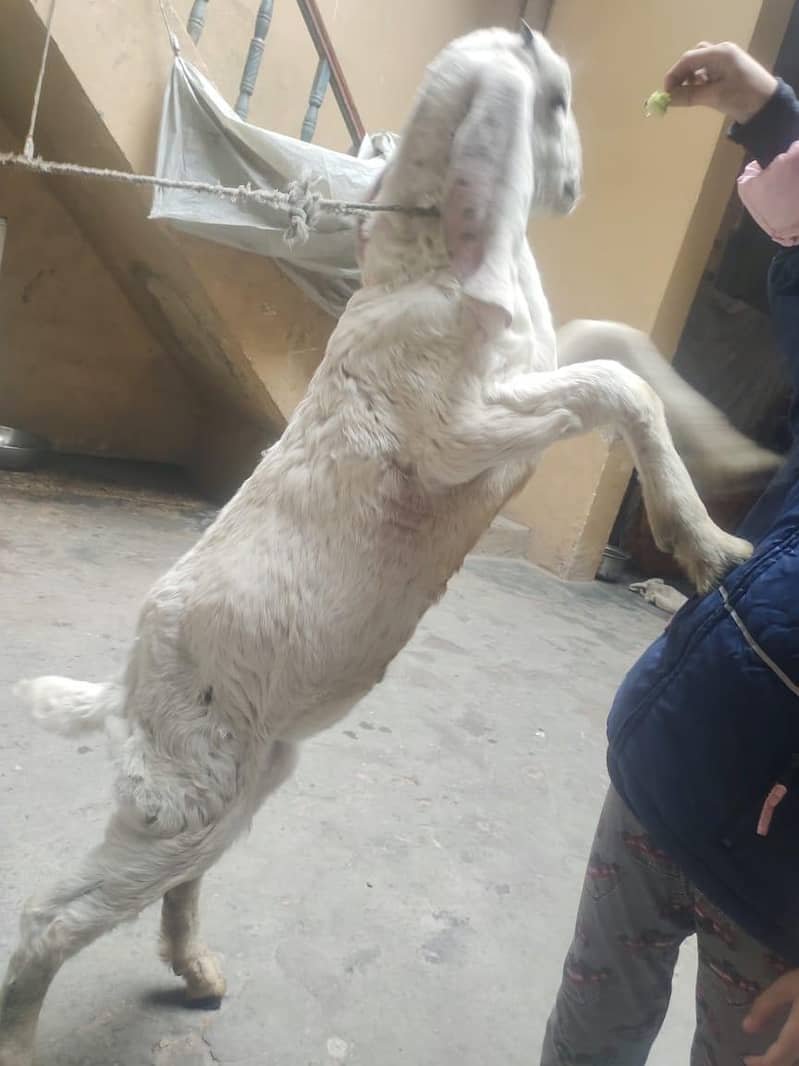 بکرا / بکری
