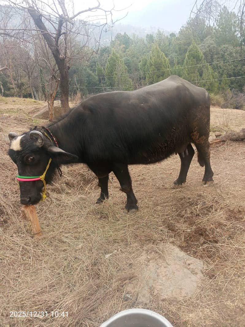 بھینس