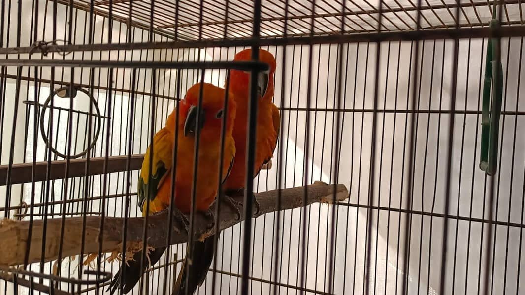طوطا / طوطی
