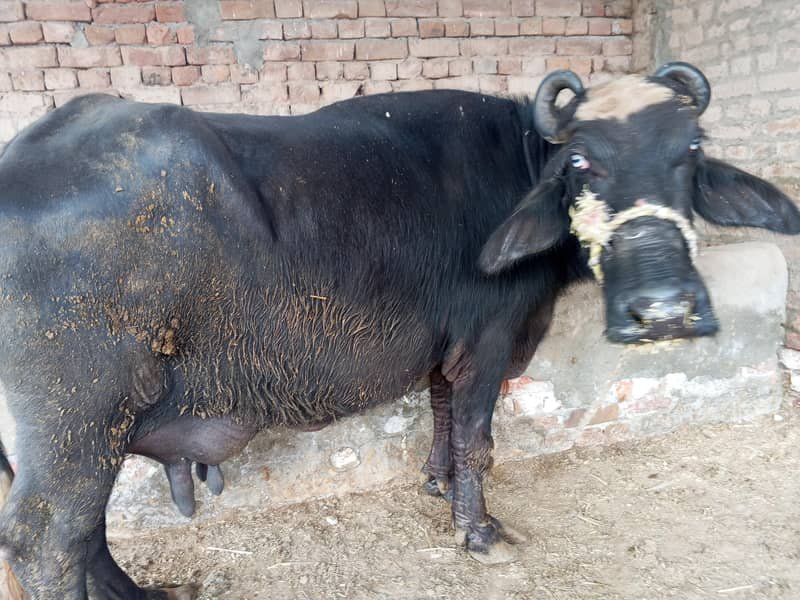 بھینس