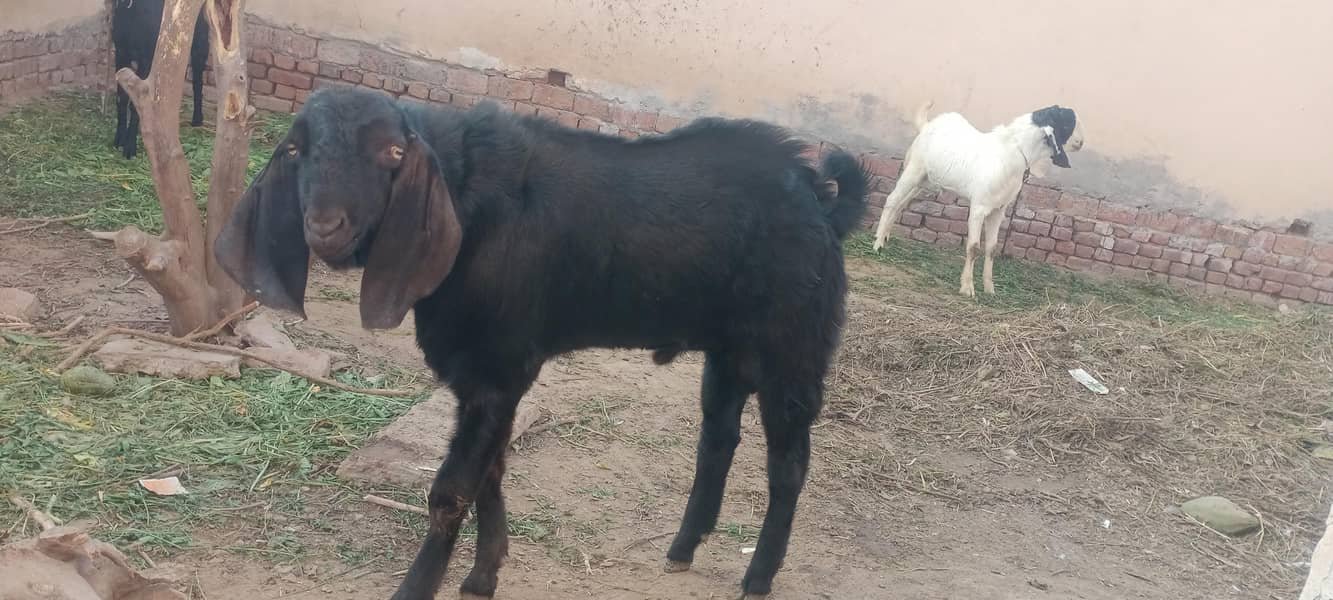 بکرا / بکری