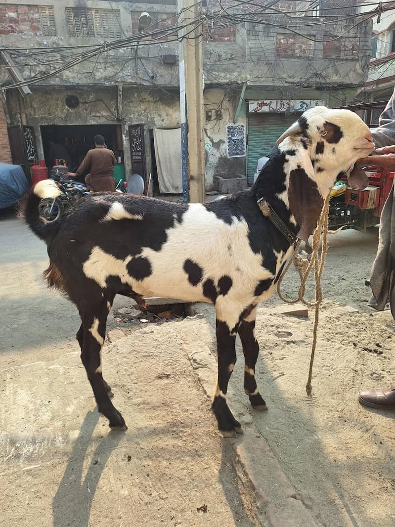 بکرا / بکری