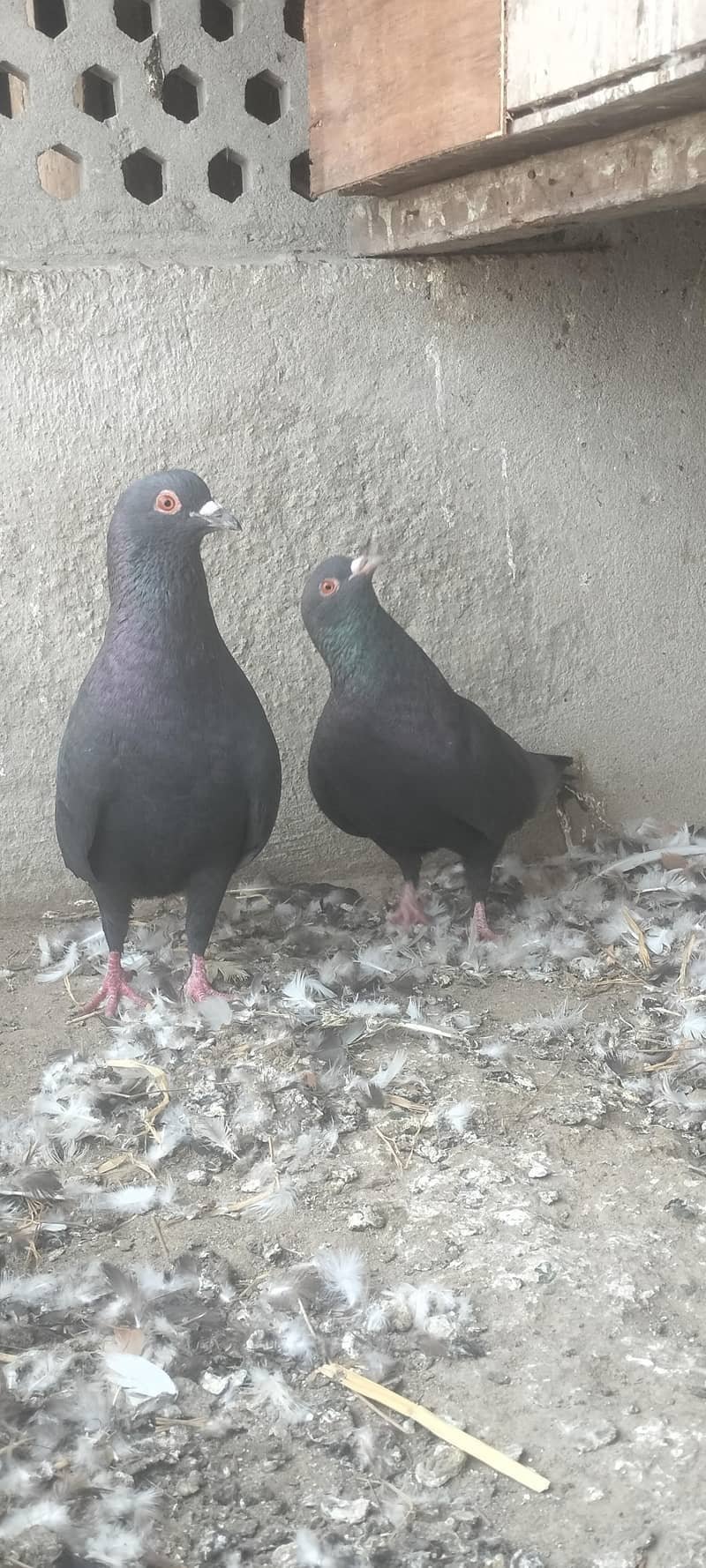 کبوتَر / کبوتری