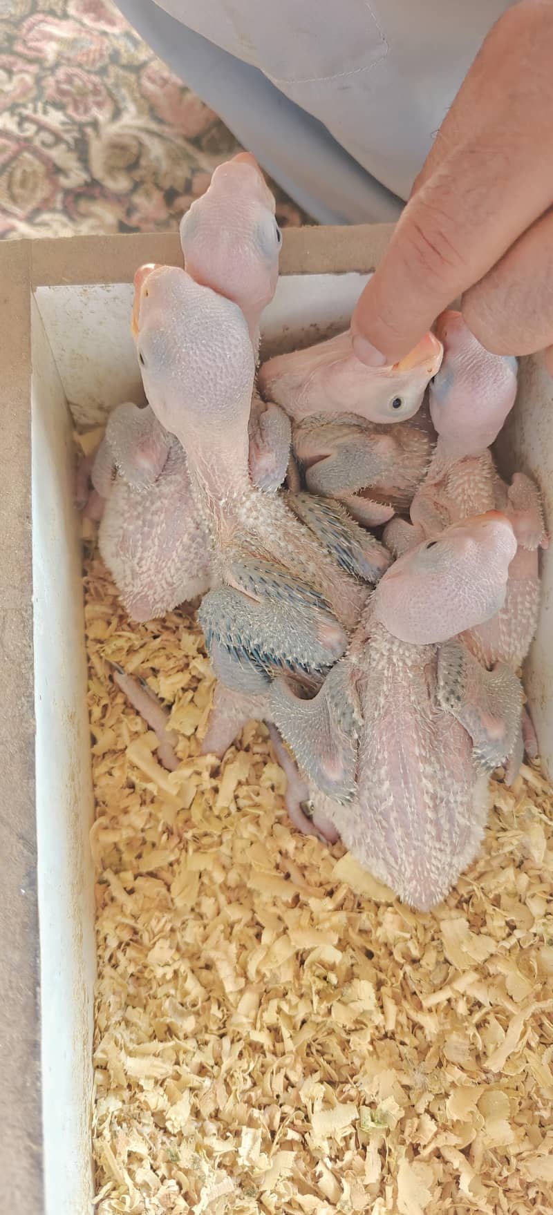 طوطا / طوطی