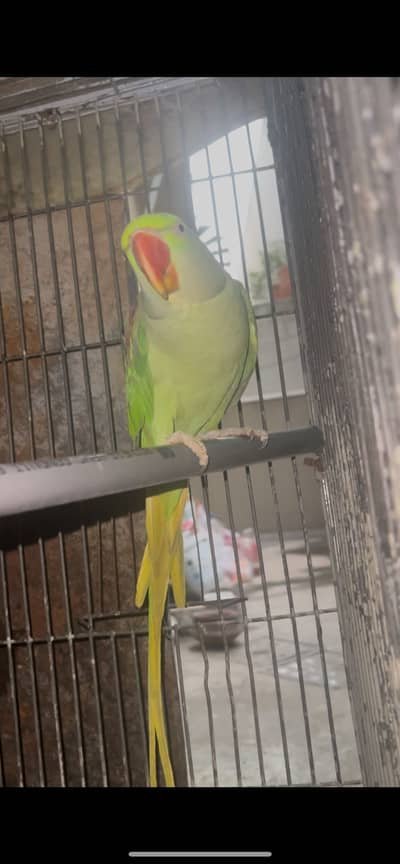 طوطا / طوطی