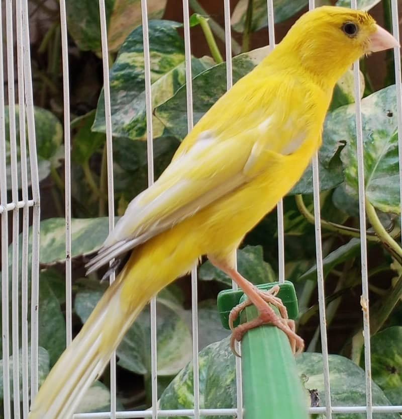 طوطا / طوطی