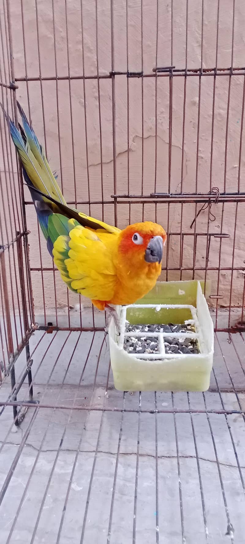 طوطا / طوطی