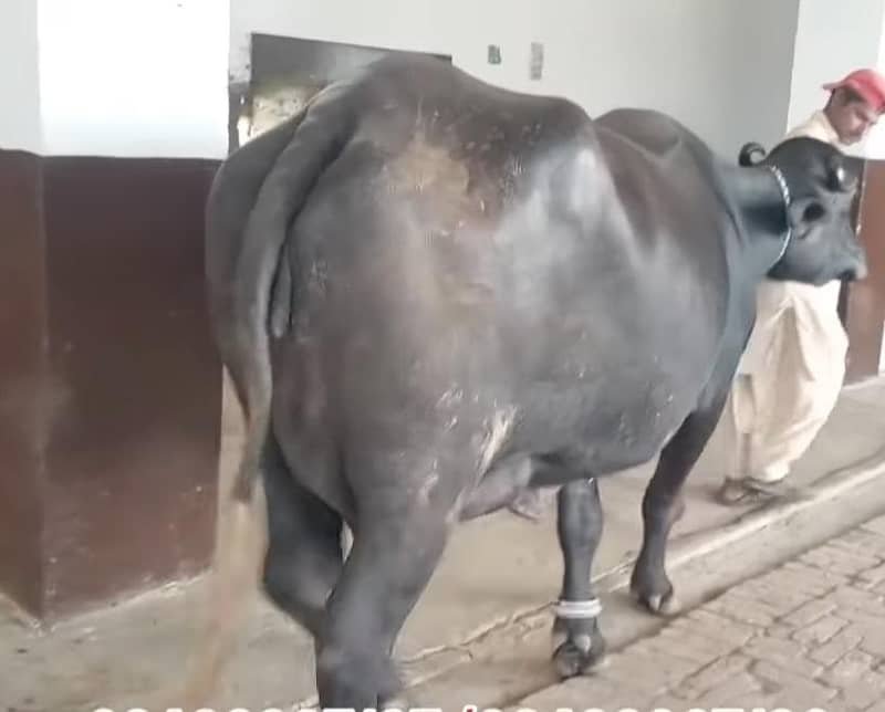 بھینس