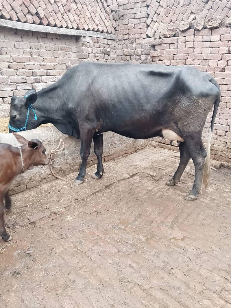 گائے