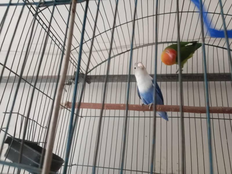 طوطا / طوطی