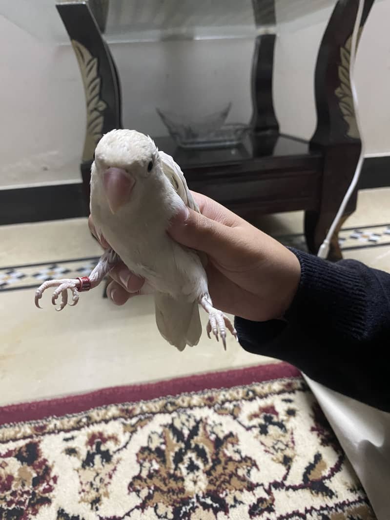 طوطا / طوطی