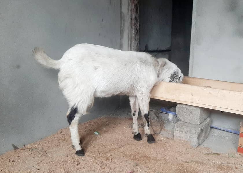 بکرا / بکری