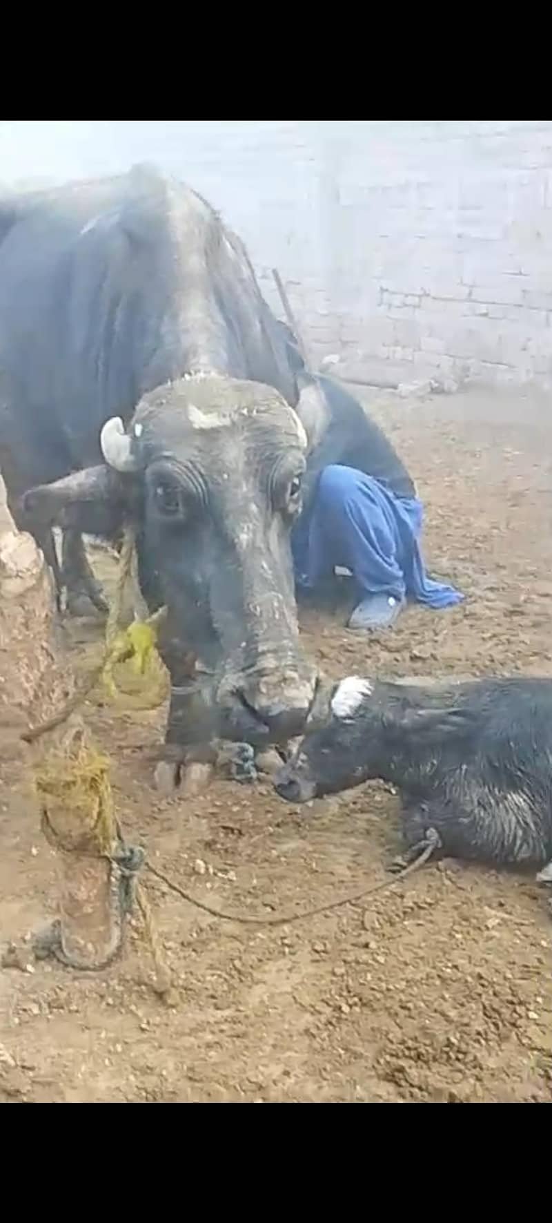 بھینس