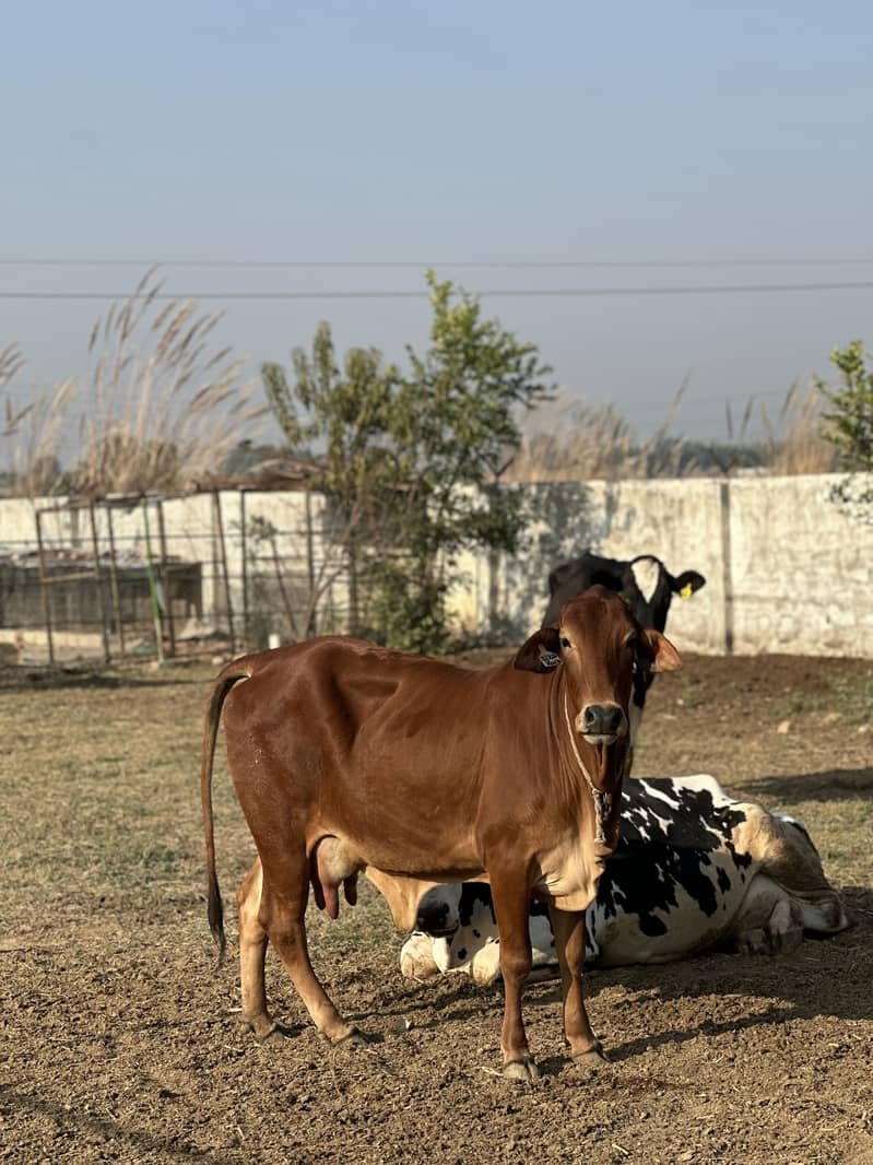 گائے