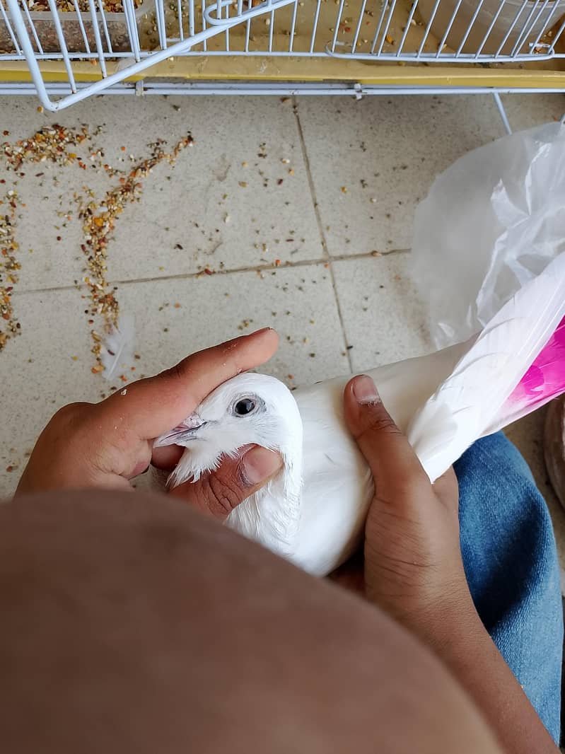 کبوتَر / کبوتری
