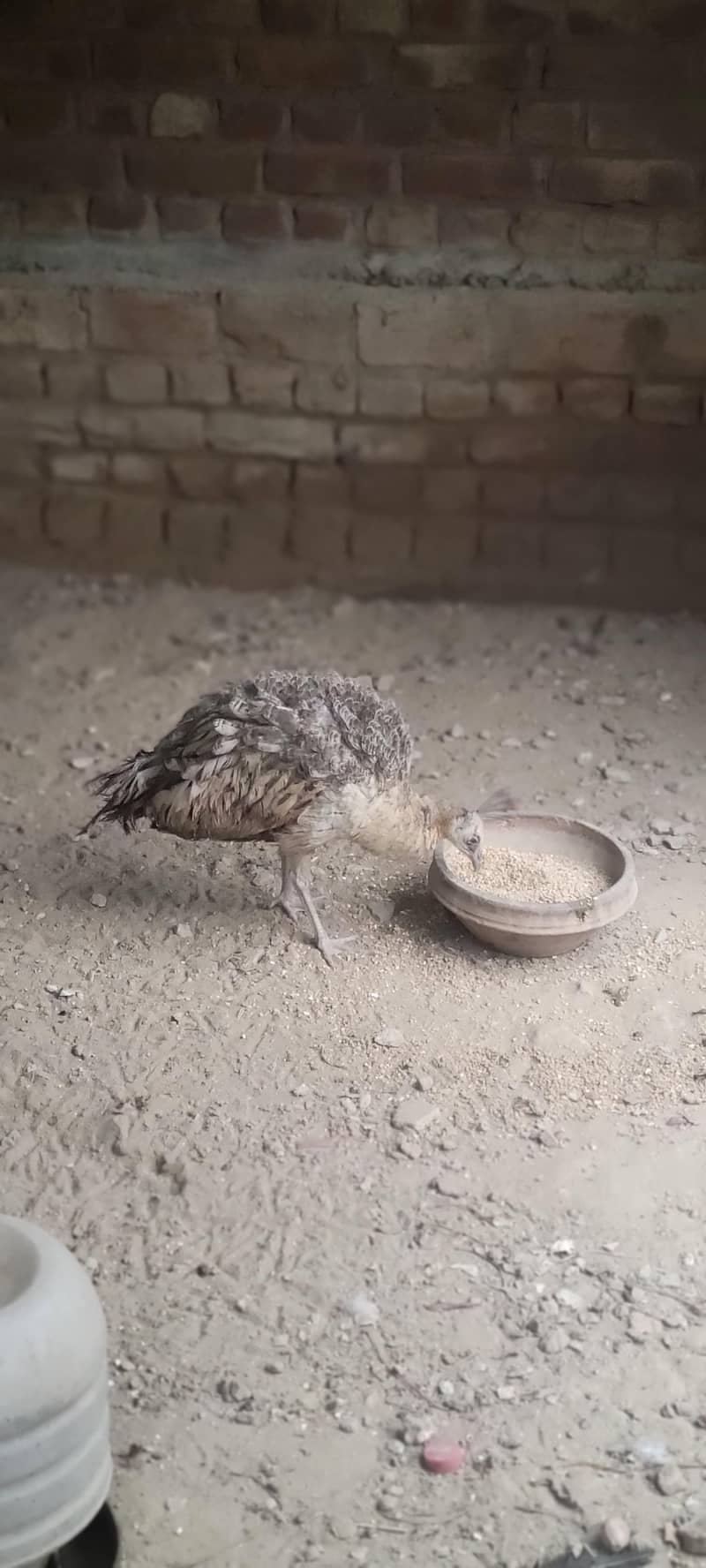 مور / مورنی