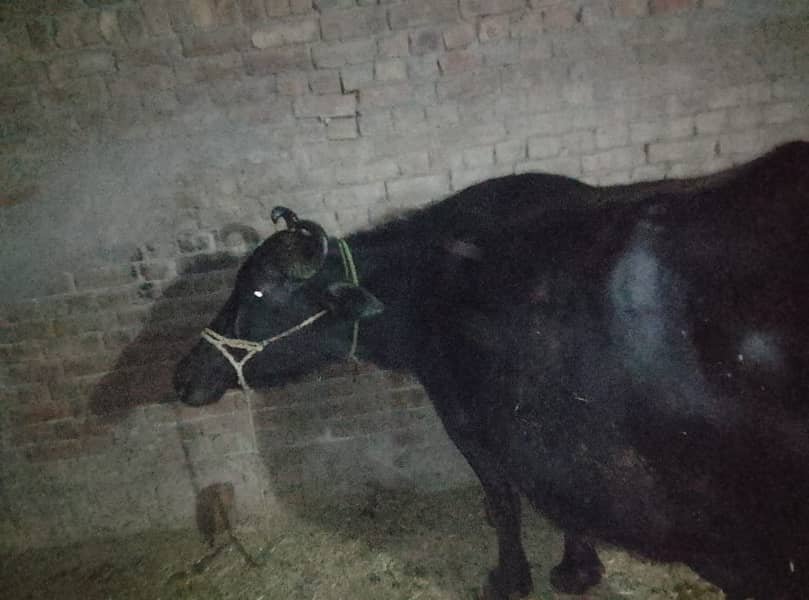 بھینس