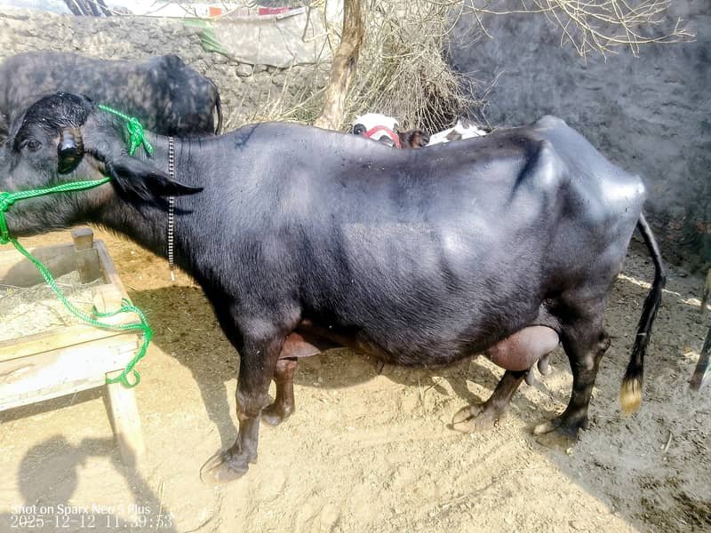 بھینس