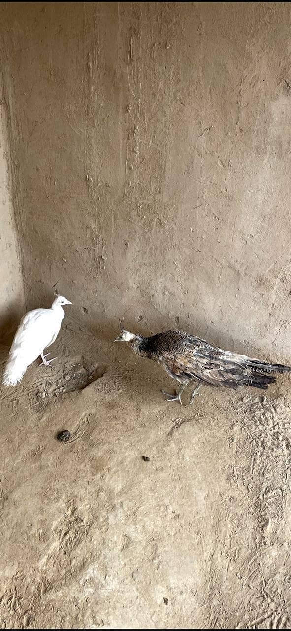 مور / مورنی