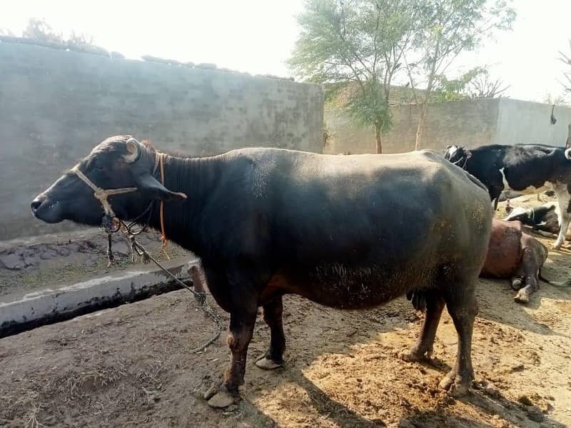 بھینس