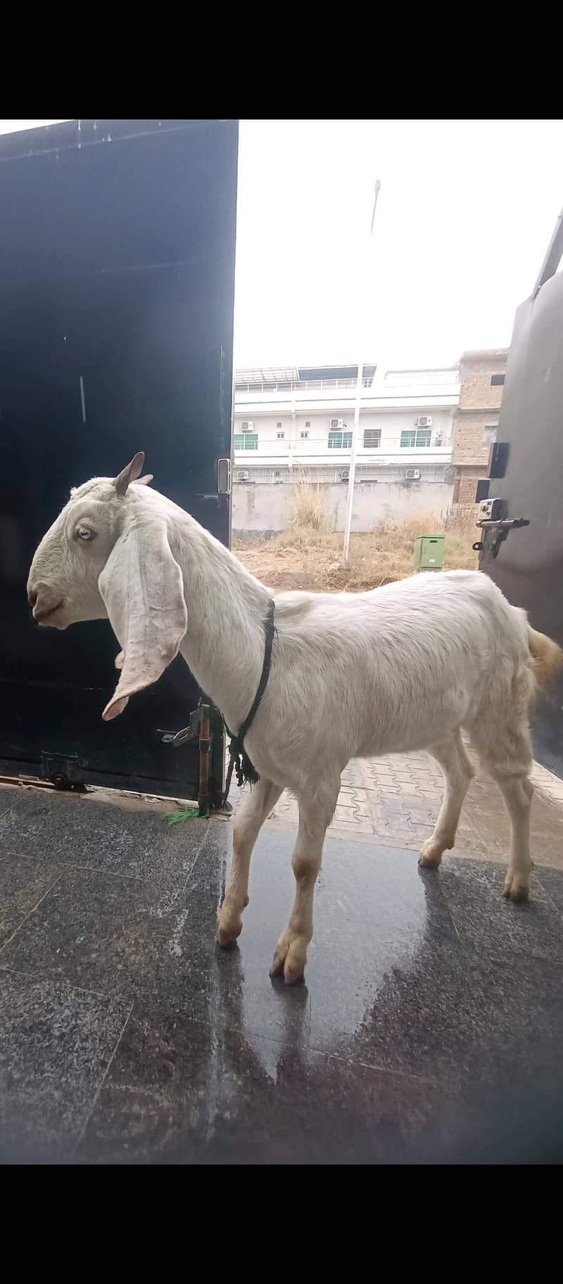 بکرا / بکری