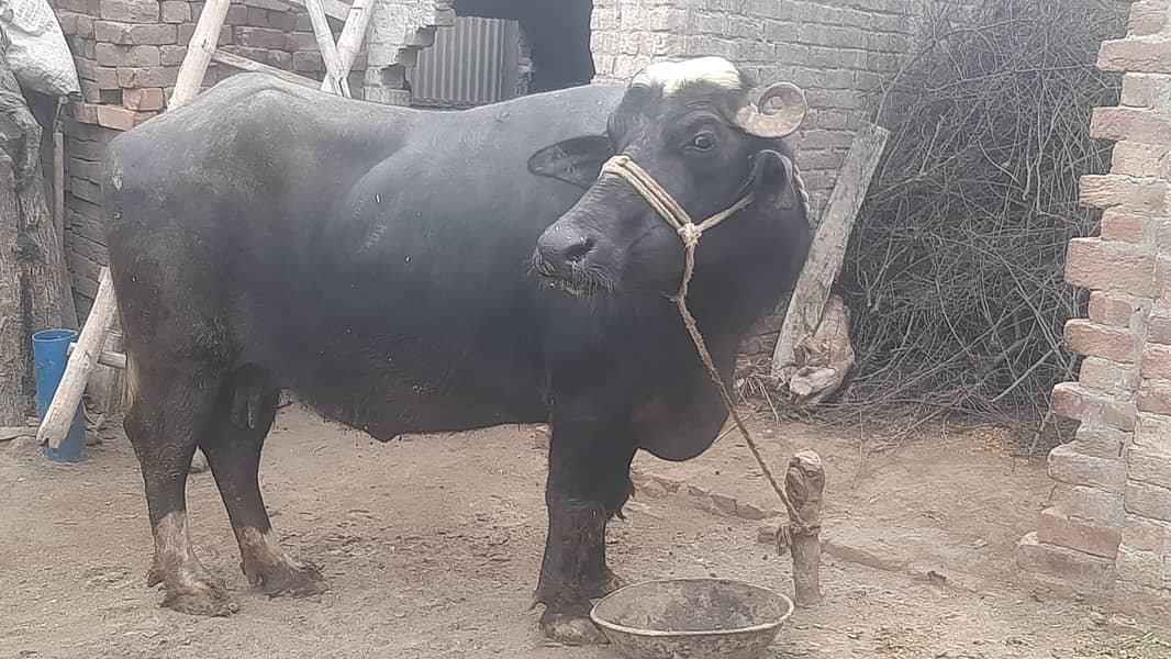 بھینس